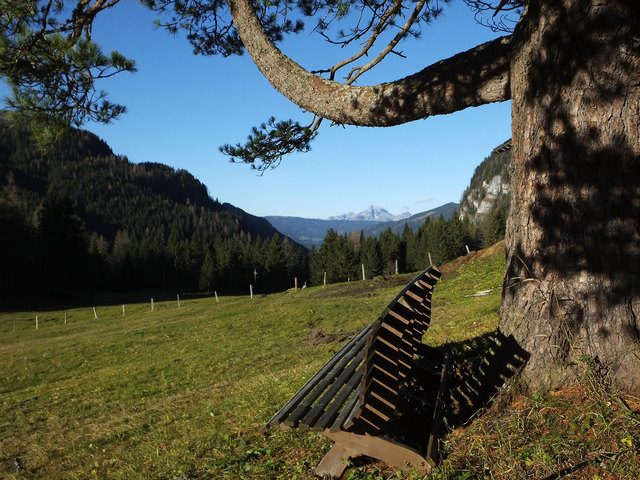 Unter einer alten Zirbe