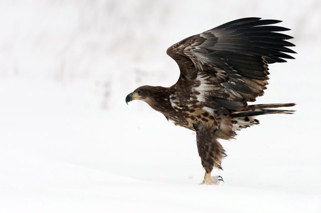 Der Seeadler luchst anderen Vögeln, wie dem Kormoran, seine Beute ab. | Foto: Kreinz