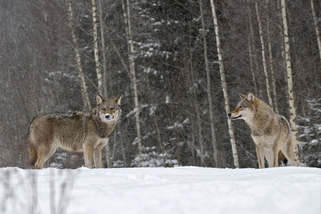 Wölfen kann die Kälte aufgrund ihres Fells nichts anhaben. | Foto: Sergey Gorshkov WWF