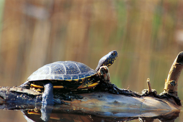 Die Europäische Sumpfschildkröte überwintert im schlammigen Gewässerboden. | Foto: Kracher