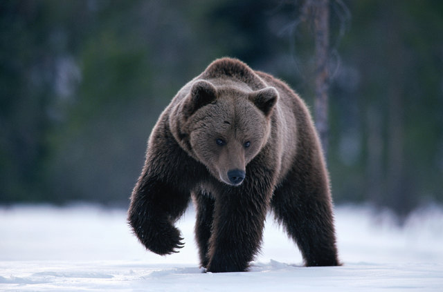 Der Braunbär zieht sich in eine Höhle zurück und verschläft den Winter, zumindest die Männchen. | Foto: Staffan Widstrand WWF