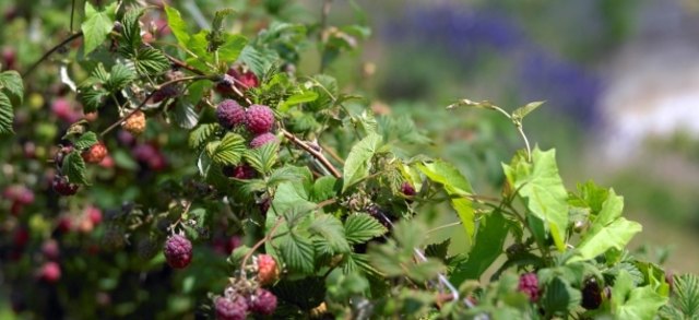 (c) Natur im Garten / Alexander Haiden
