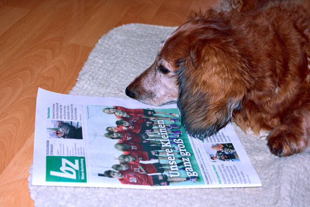 Unser 12 Jahre alter, schon etwas grau gewordener Dackel Niki, holt sich die BZ-Rudolfsheim jedesmal aus dem Zeitungsständer, nachdem Frauchen und Herrchen diese gelesen haben. Ist das nicht ein kluger Dackel !?!