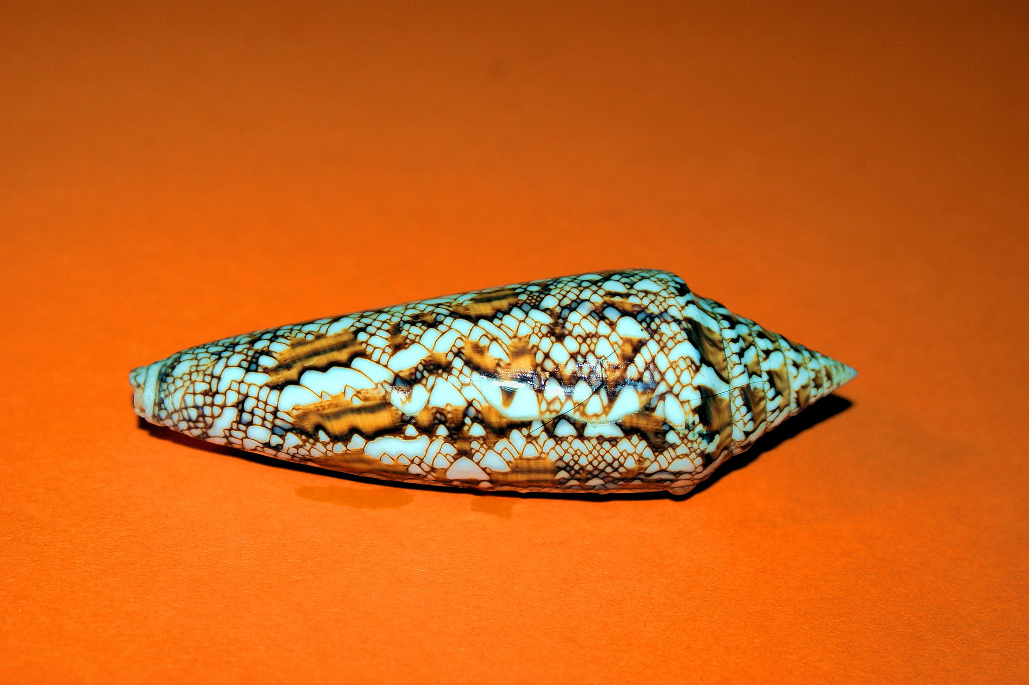 Conus bengalensis Wie alle Arten der Gattung Conus sind diese