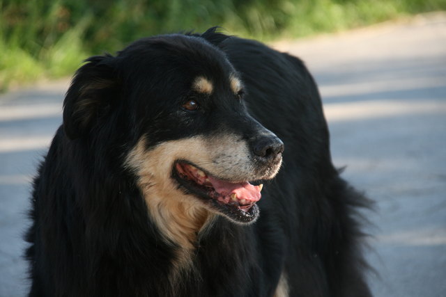 Copyright PFOTENHILFE, Hund Wolfi