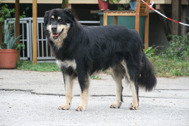 Copyright PFOTENHILFE, Hund Wolfi