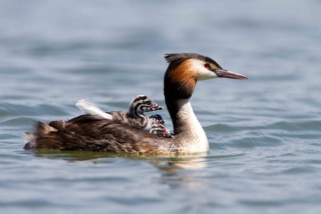 Für die Vogelwelt von Haubentaucher & Co. ist Güssing ein bedeutender Brut- und Rastplatz. | Foto: Otto Samwald