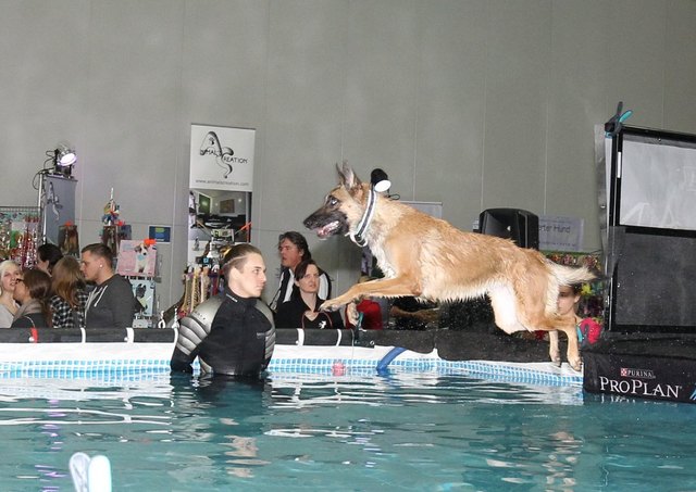 Dog-Diving war der Renner – und die Hunde sprangen gerne ins kühle Nass.