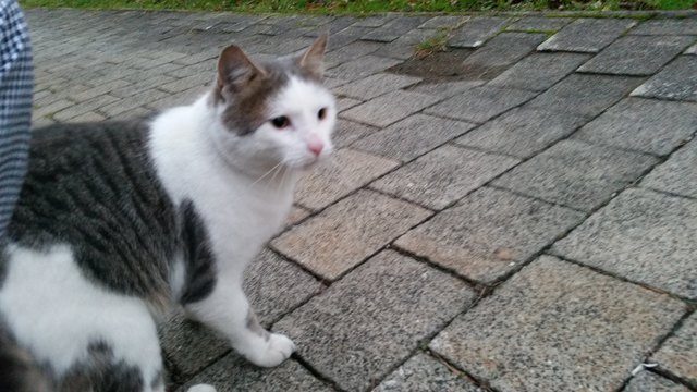 Wer kennt diesen verschmusten Kater?