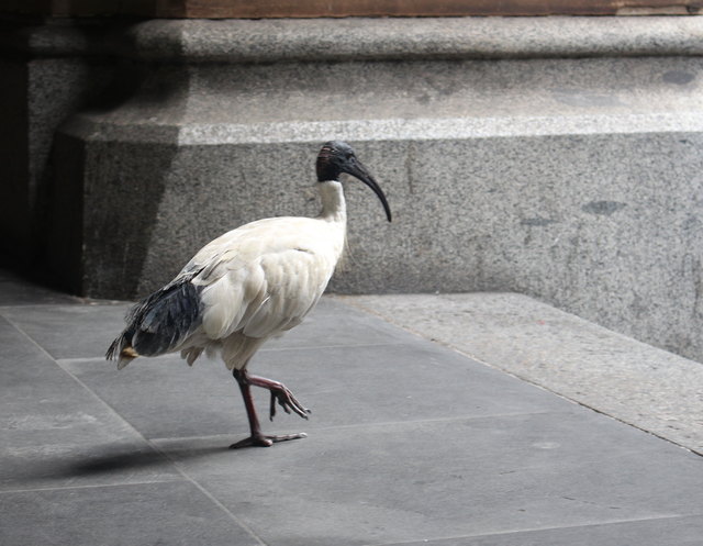 Auch dieser weiße Ibis-Vogel will einkaufen gehen:-)) Viele davon sieht man in den Parks!