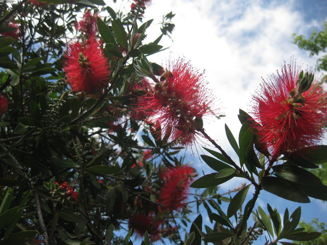 Der Flaschenputzer-Strauch ist hier in Süd-Australien beheimatet. (Callistemon-Pflanze)