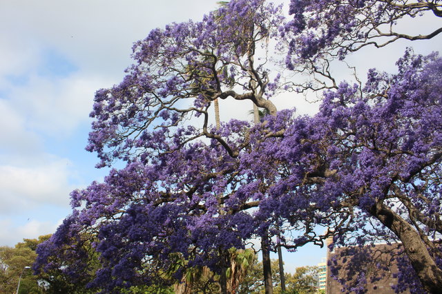 Viele blühende "Jacaranda-Bäume" sieht man hier!