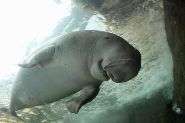 "Seekuh-Meeresjungfrau" gesehen beim Besuch des Aquariums mitten in der Innenstadt mit 14 verschiedenen Zonen und der weltweit größten Auswahl aus australischen Wasserlebewesen.