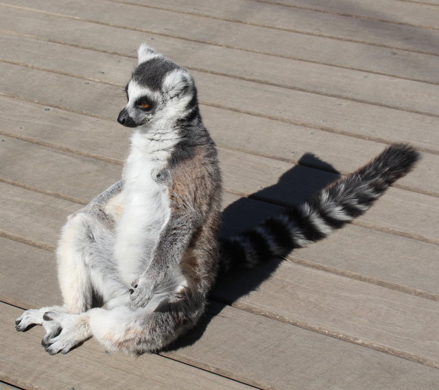 Lemur:  Mach mal Pause......demnächst gibt es die nächsten Bilder mit viel Natur!