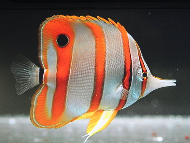 Bunte Fische gibt es in allen Farben hier zu sehen!
