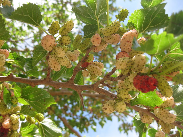 Maulbeeren