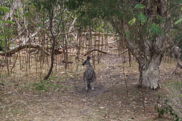 Das erste Känguru in der freien Natur gesichtet! Der deutsche Name leitet sich von "Kangaroo" ab. Die Familie der Kängurus splittert sich in 2 Unterfamilien, in die Ratten-Kängurus und die eigentlichen Kängurus.