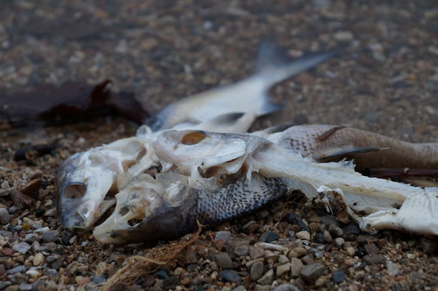 Das Fischsterben betrifft laut Seebesitzerin nur Renken, es sind weder Menschen noch andere Tiere gefährdet.