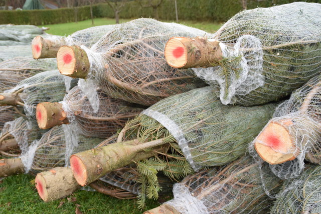 Lagern Sie Ihren Christbaum bis zum Schmücken möglichst kühl.