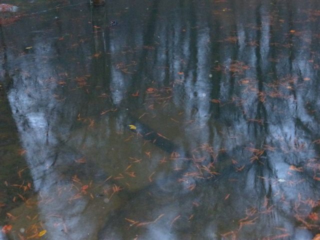 Der Abfluss (Mönch) ist tief im Wasser. Durch die große obenliegende Öffnung werden laufend Geäst und andere Dinge in den Kanal hineingespült und verstopfen diesen dann.