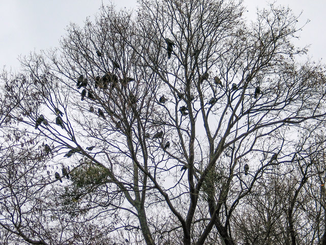 Die Krähen besetzen schon ihre Schlafplätze