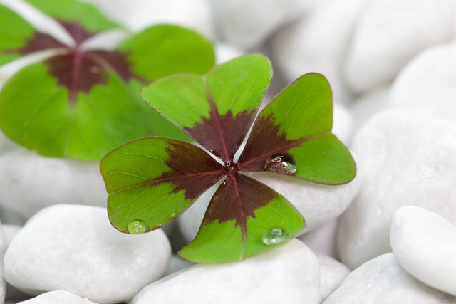 Foto: Fotolia/Elena Dietl