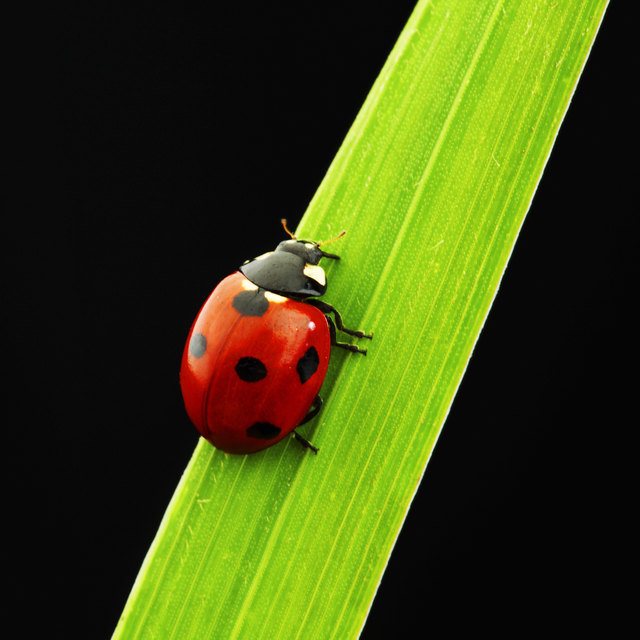 Foto: Fotolia/jellowj
