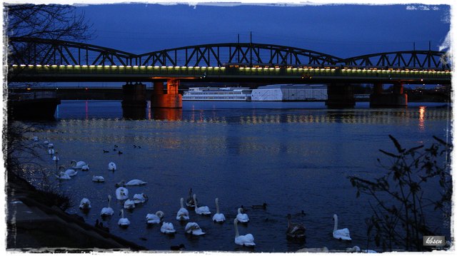 Die "Schwanenbucht" an der Donau