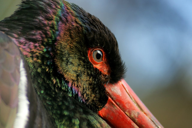 Der Schwarzstorch (Ciconia nigra) ist neben dem Weißstorch (Ciconia ciconia) die einzige in Europa brütende Art aus der Vogelfamilie der Störche (Ciconiidae).