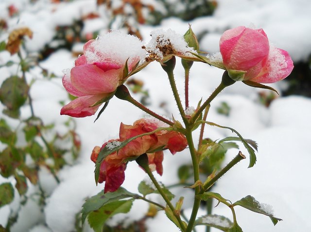 Aufgenommen am 28.12.2014.