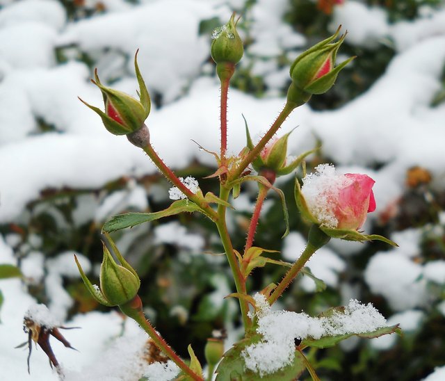 Aufgenommen am 28.12.2014.