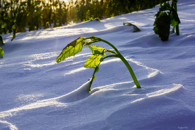 ...hat der Winter das zarte Pflänzchen