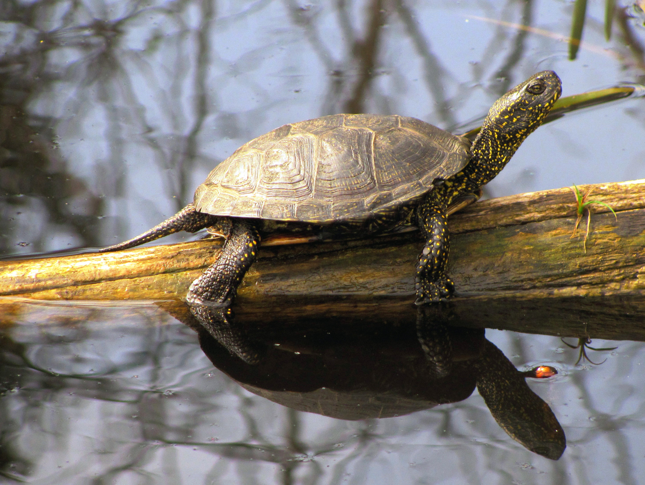 Wie die Sumpfschildkröte zu ihrem Namen kam - Gänserndorf