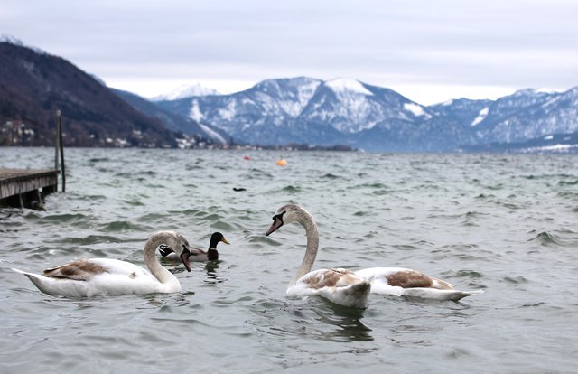 Diesen jungen Schwäne hatten Spaß mit den Wellen. In Seewalchen am Attersee aufgenommen.