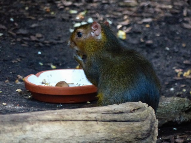 Meerschweinchen Thema Auf Meinbezirk At