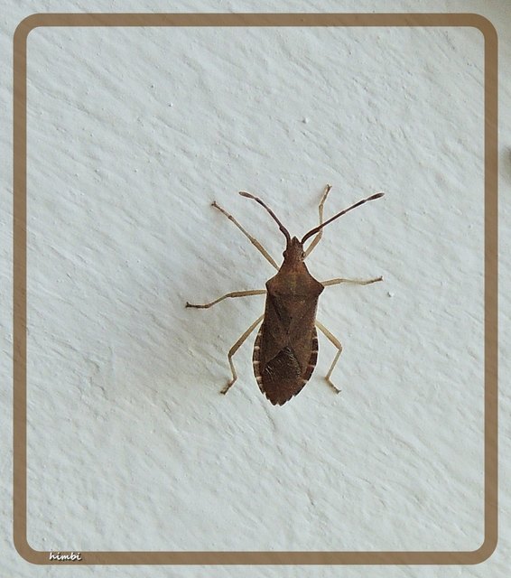 Die Wanzen (Heteroptera) sind Insekten und gehören zur Ordnung der Schnabelkerfe (Hemiptera). Von den weltweit etwa 40.000 bekannten Arten leben in Europa circa 1.000.