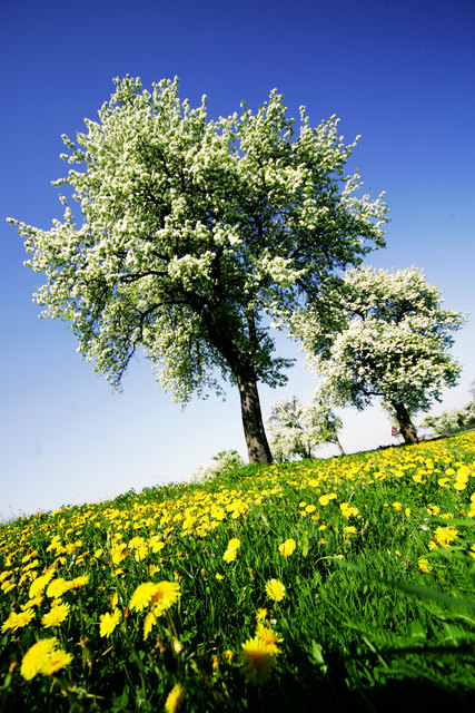 Der Tourismus im Mostviertel profitiert von regionstypischen Streuobstwiesen. | Foto: Weinfranz