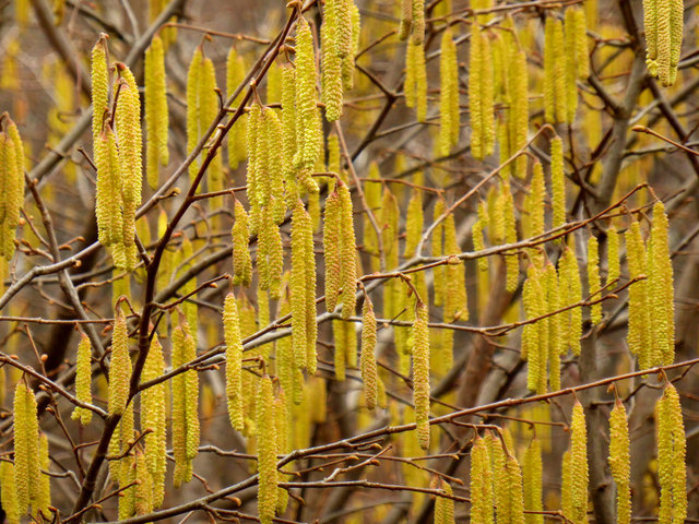 Auch wenn man sie als Frühlingsboten ansehen kann: die Pollenallergiker werden nicht aufjubeln!