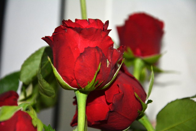 Rote Rosen bedeuten in der Pflanzenwelt "wahre Liebe".