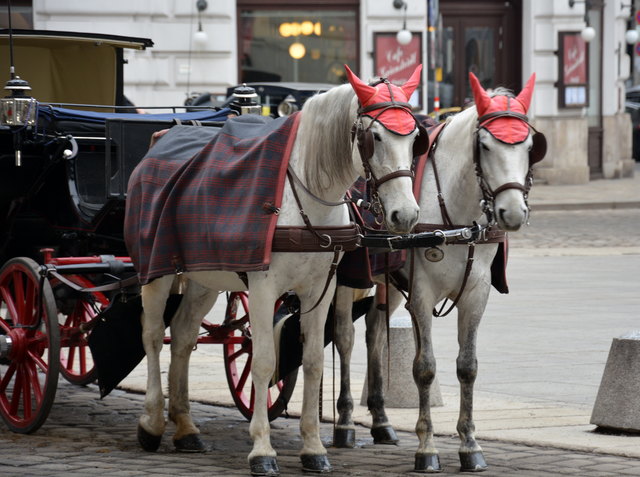 Romantische Momente bei einer Fiaker-Fahrt erleben.