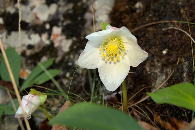 ....aufgeblüht.....