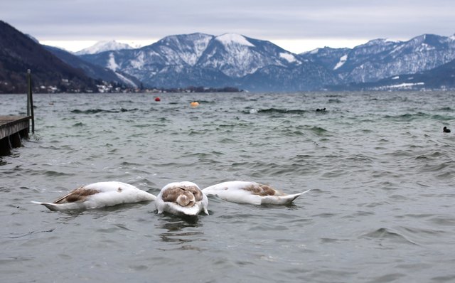 Diese drei jungen Schwäne suchen einen *SCHATZ* im Attersee.