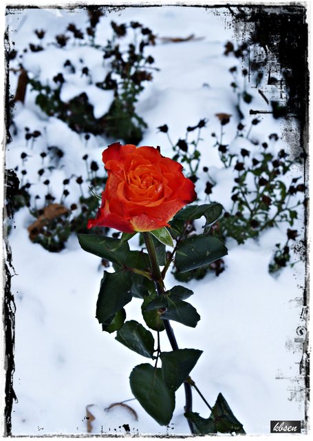 Rose im Schnee