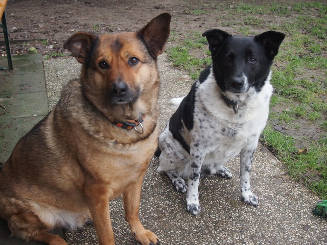 Smoky (l). und Kito sind dicke Freunde. | Foto: Tierheim Linz