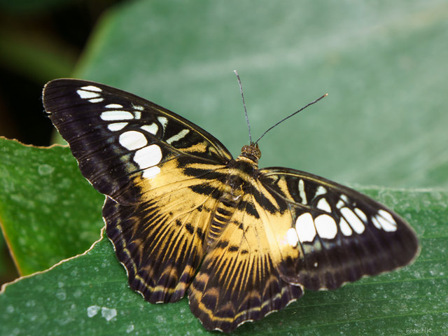 Das Schmetterlingshaus beherbergt prächtige exotische Exemplare