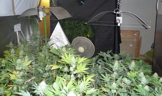 1,5 Kilo Cannabisblüten produzierte das "Gras-Ehepaar" in der Gemeinde Großdietmanns. | Foto: Symbolfoto