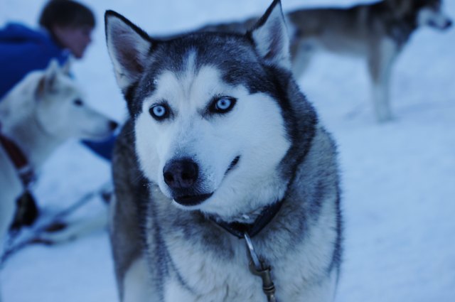 Die Faszination von Schlittenhunden konnte man bei einem „Husky-Trekking“ im Langlaufzentrum Hochreit erleben.