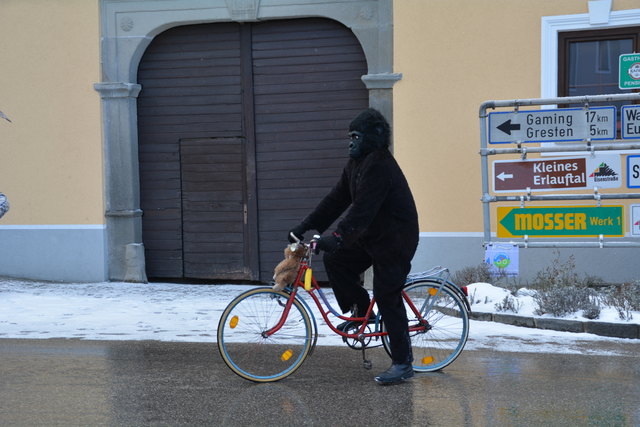 Sogar ein Gorilla wurde auf seinem Fahrrad in Randegg gesichtet.