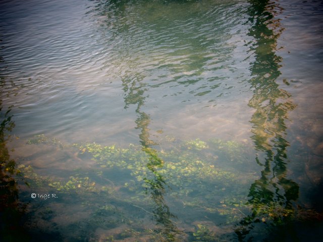 Wasserpflanzen