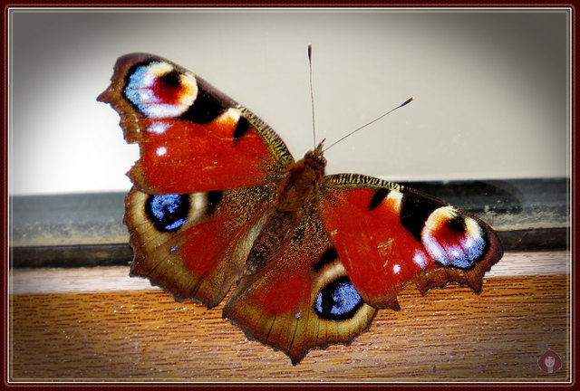 ...wartet am Fenster auf den Frühling!!! Aufnahme 13. 02. 2015